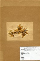 藏品(蕨藻)的圖片